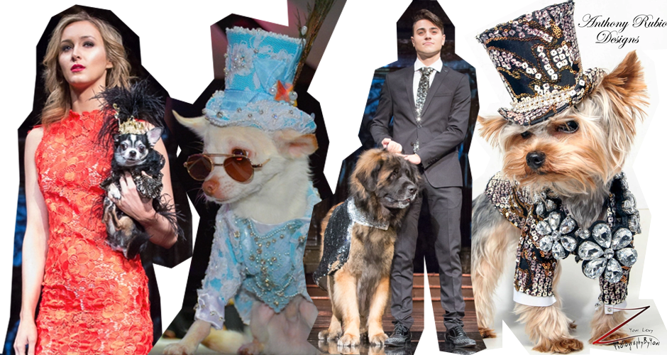 Canine fashion show, FashionHumber,collection, College, woof woof, puppies, Pet fashions, dog fashion, pet lovers
